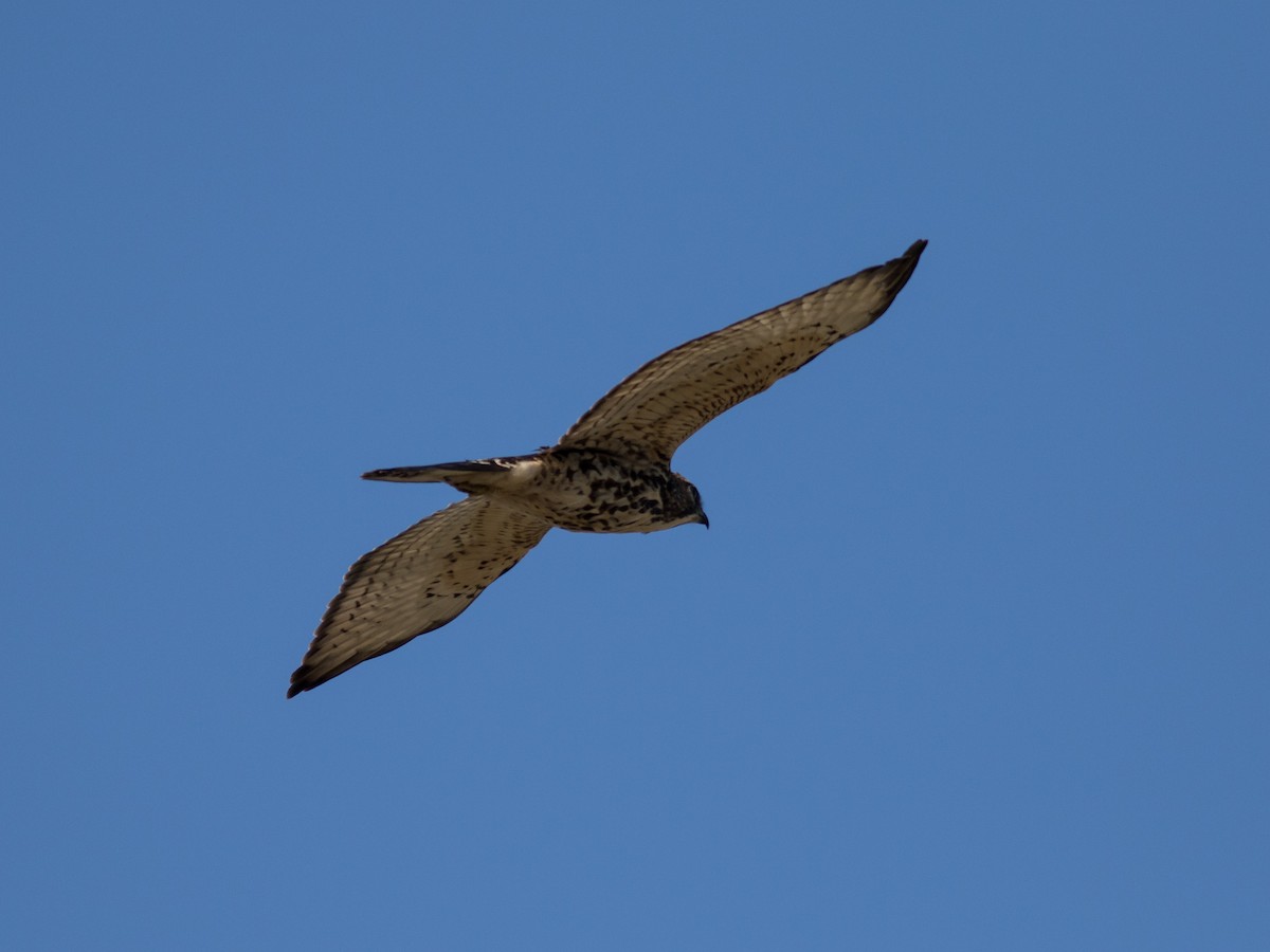 Broad-winged Hawk - ML368188671
