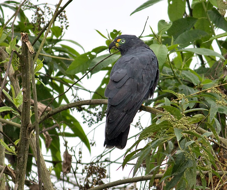 Hook-billed Kite - Sam Woods/Tropical Birding Tours