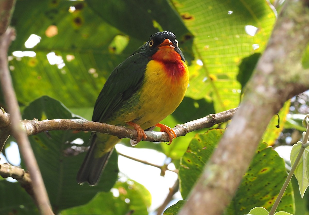 Scarlet-breasted Fruiteater - ML368188721