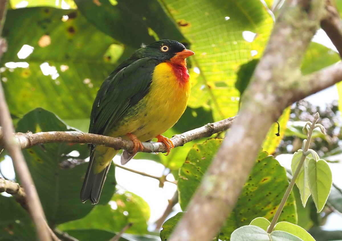 Scarlet-breasted Fruiteater - ML368188811