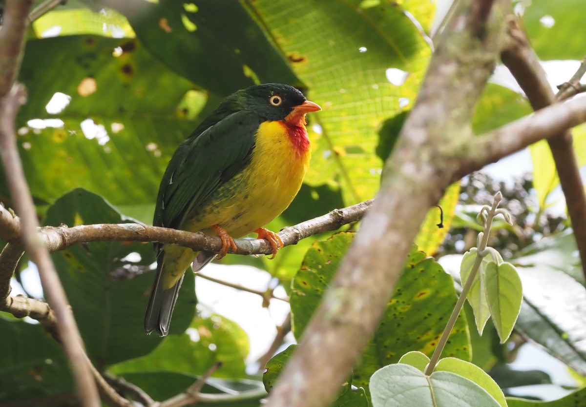 Scarlet-breasted Fruiteater - ML368188821