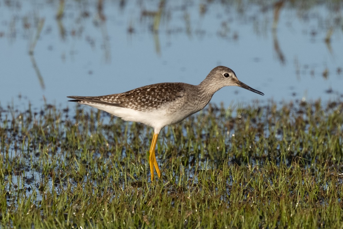 Lesser Yellowlegs - ML368189241