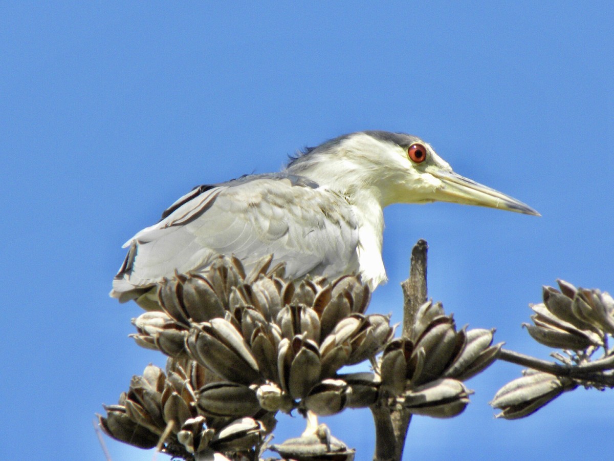 Black-crowned Night Heron - Rafael Paredes Montesinos