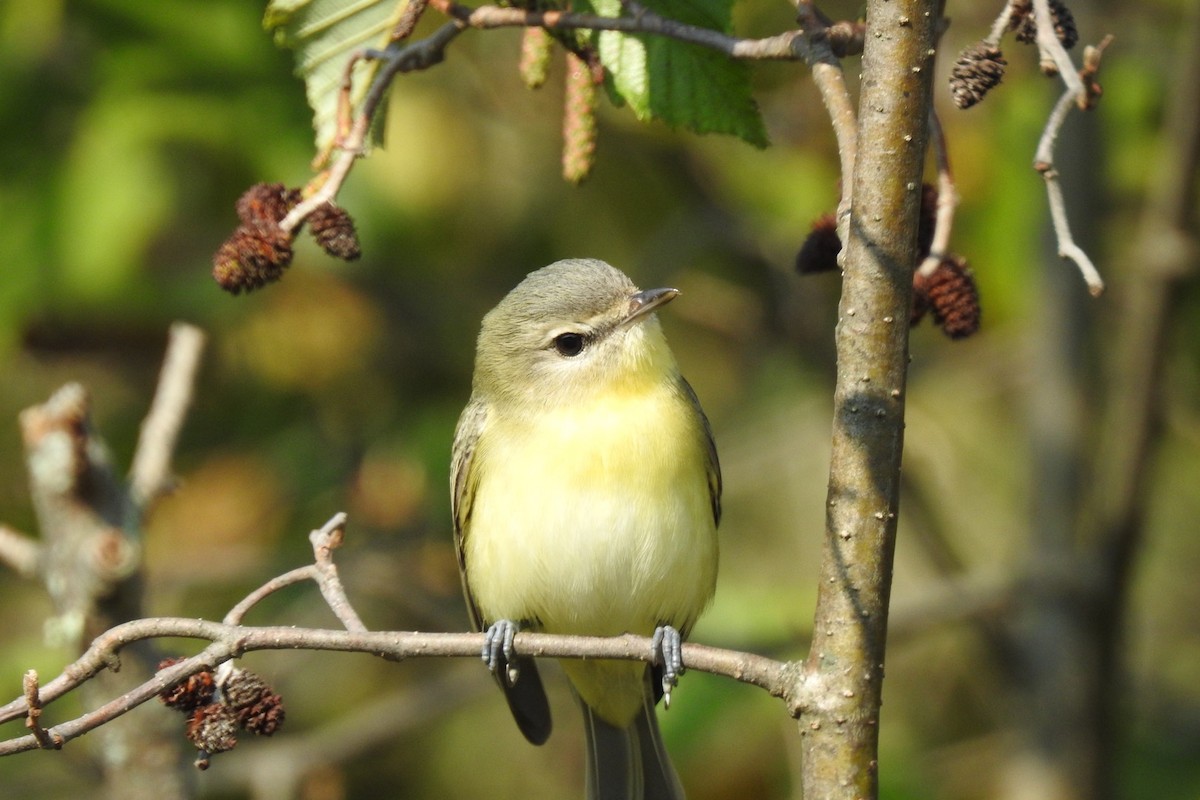 Philadelphia Vireo - ML368191441