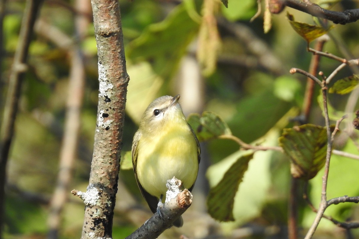 Philadelphia Vireo - ML368191451