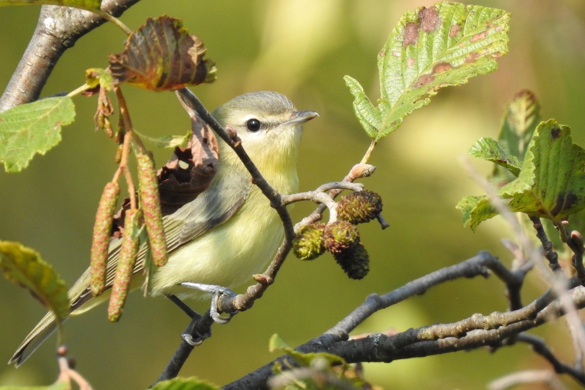 Philadelphia Vireo - Dan Belter