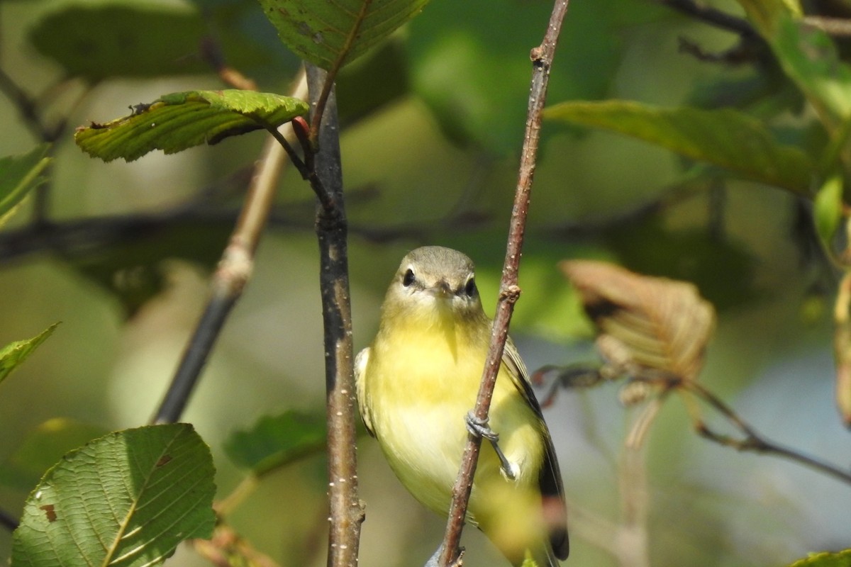 Philadelphia Vireo - ML368191491