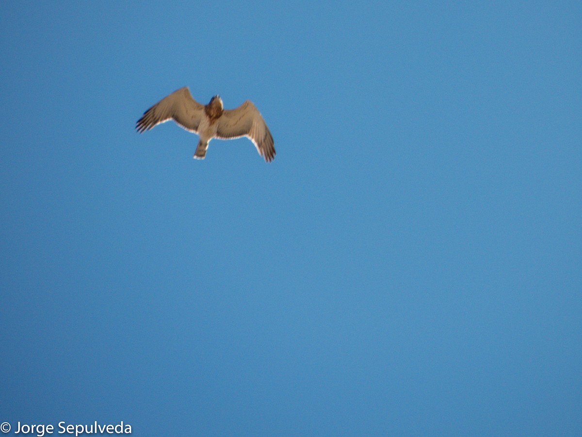 Short-toed Snake-Eagle - Jorge Sepulveda