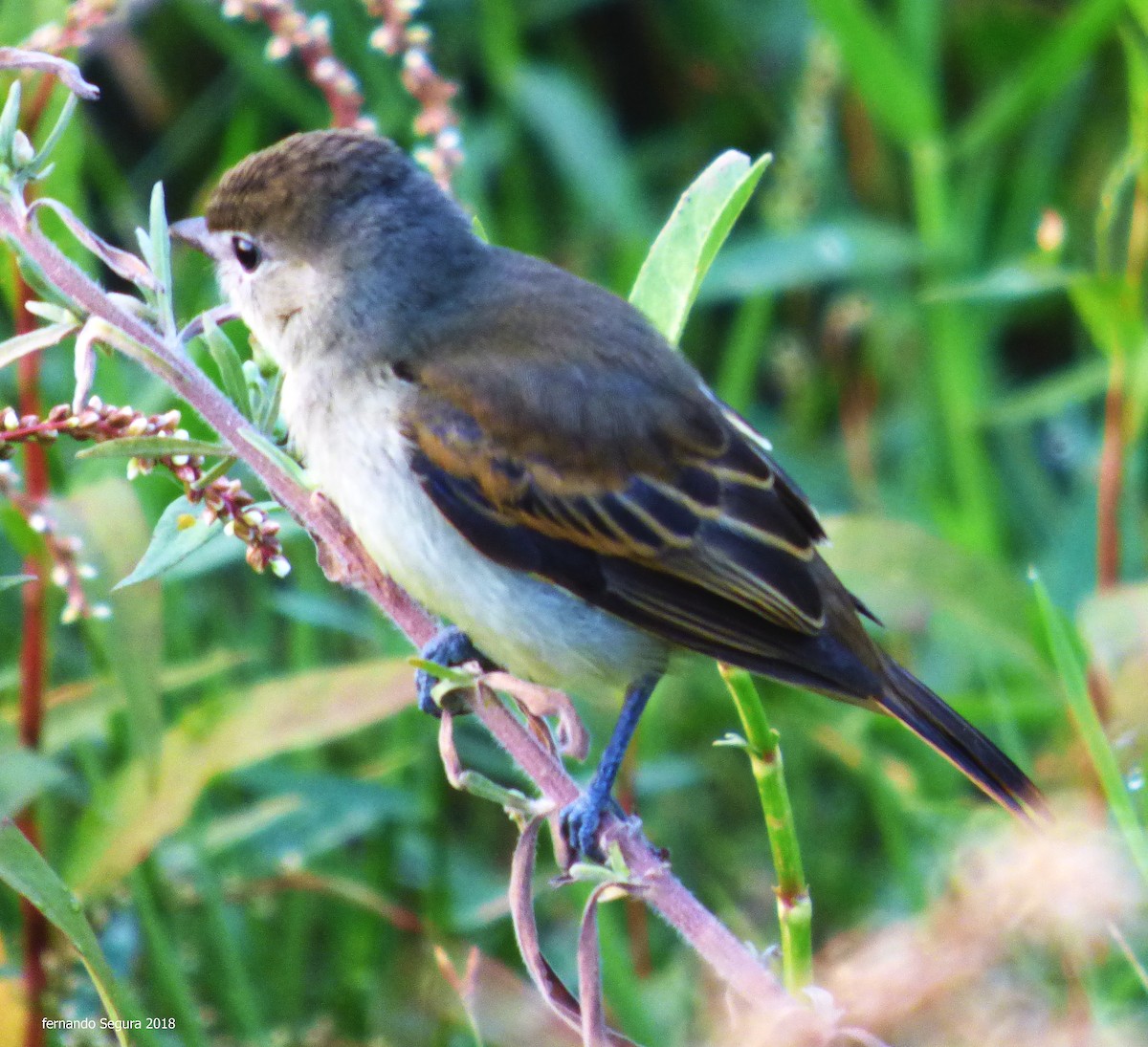 White-winged Becard - ML368194861