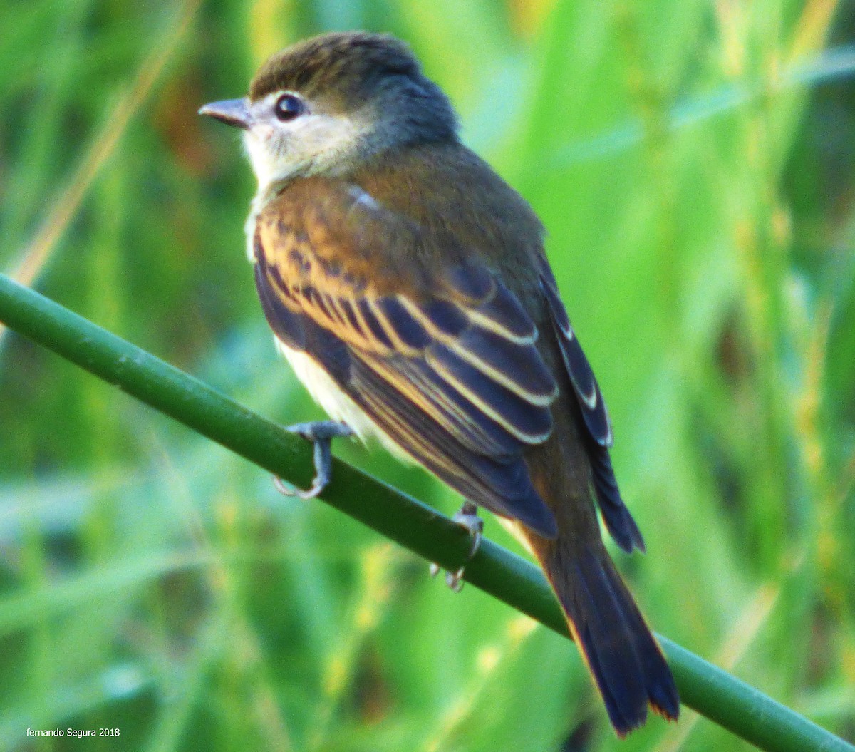 White-winged Becard - ML368194871