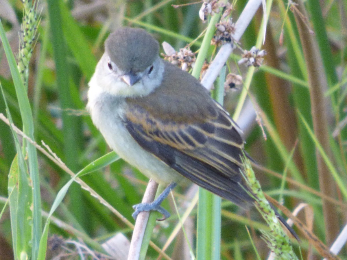 White-winged Becard - ML368194951