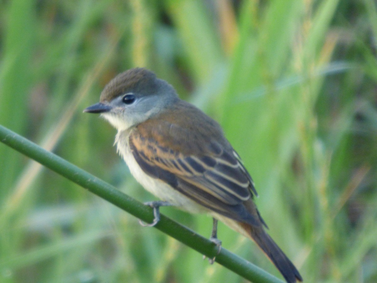 White-winged Becard - ML368194991