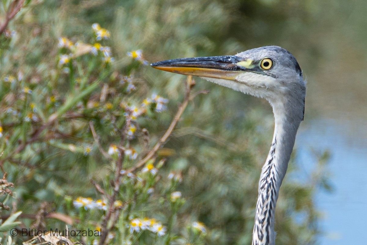 Gray Heron - Bittor Mutiozabal