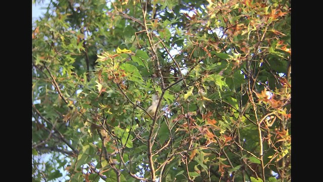 Brewster's Warbler (hybrid) - ML368203711