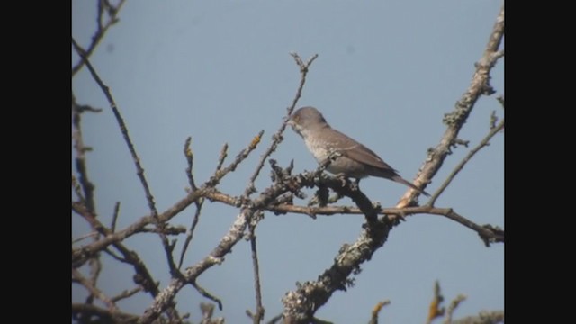 Barred Warbler - ML368206371