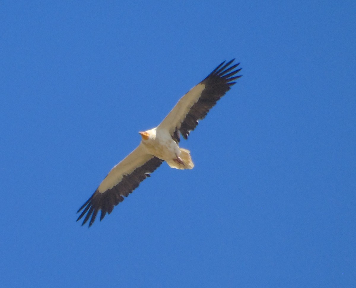 Egyptian Vulture - ML368207081