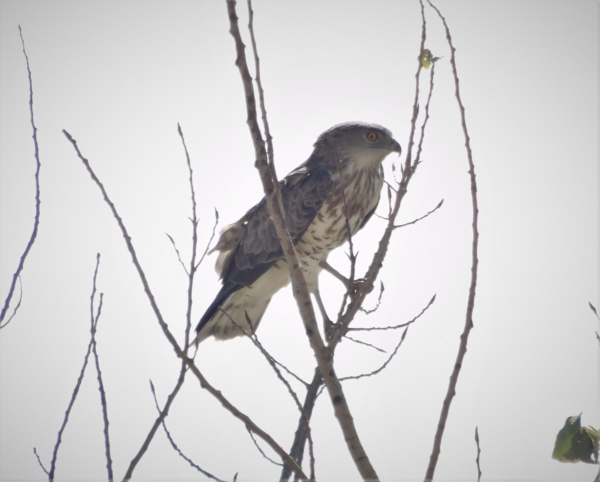 Short-toed Snake-Eagle - ML368207111