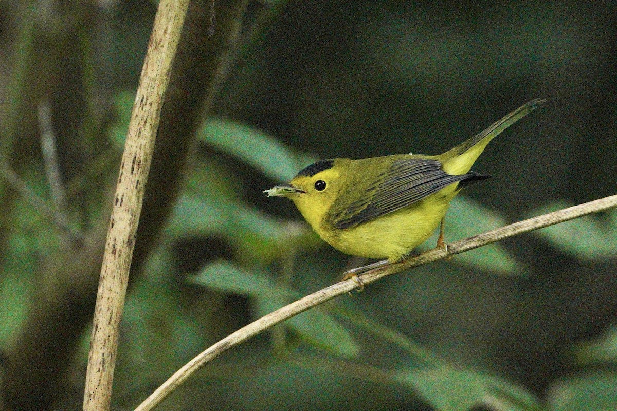 Wilson's Warbler - ML368207721