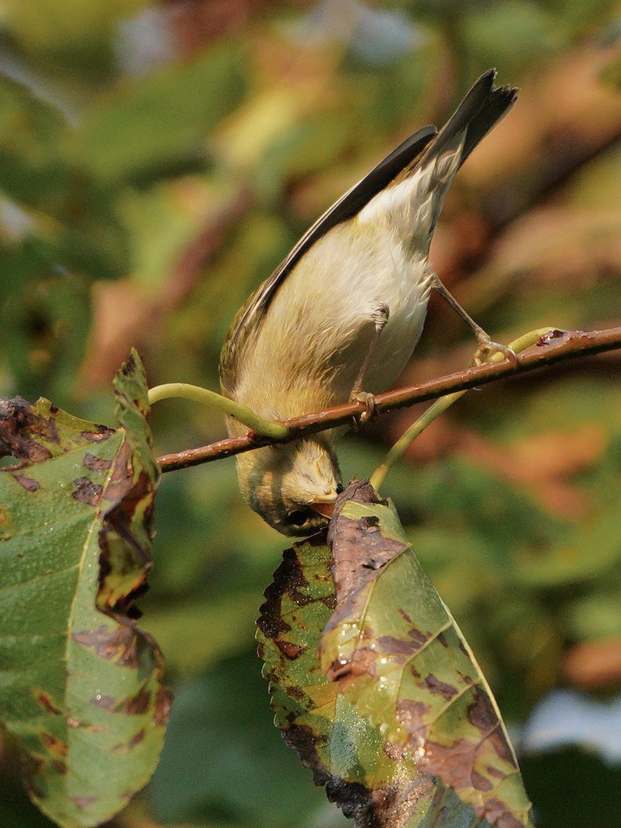 Tennessee Warbler - ML368207911