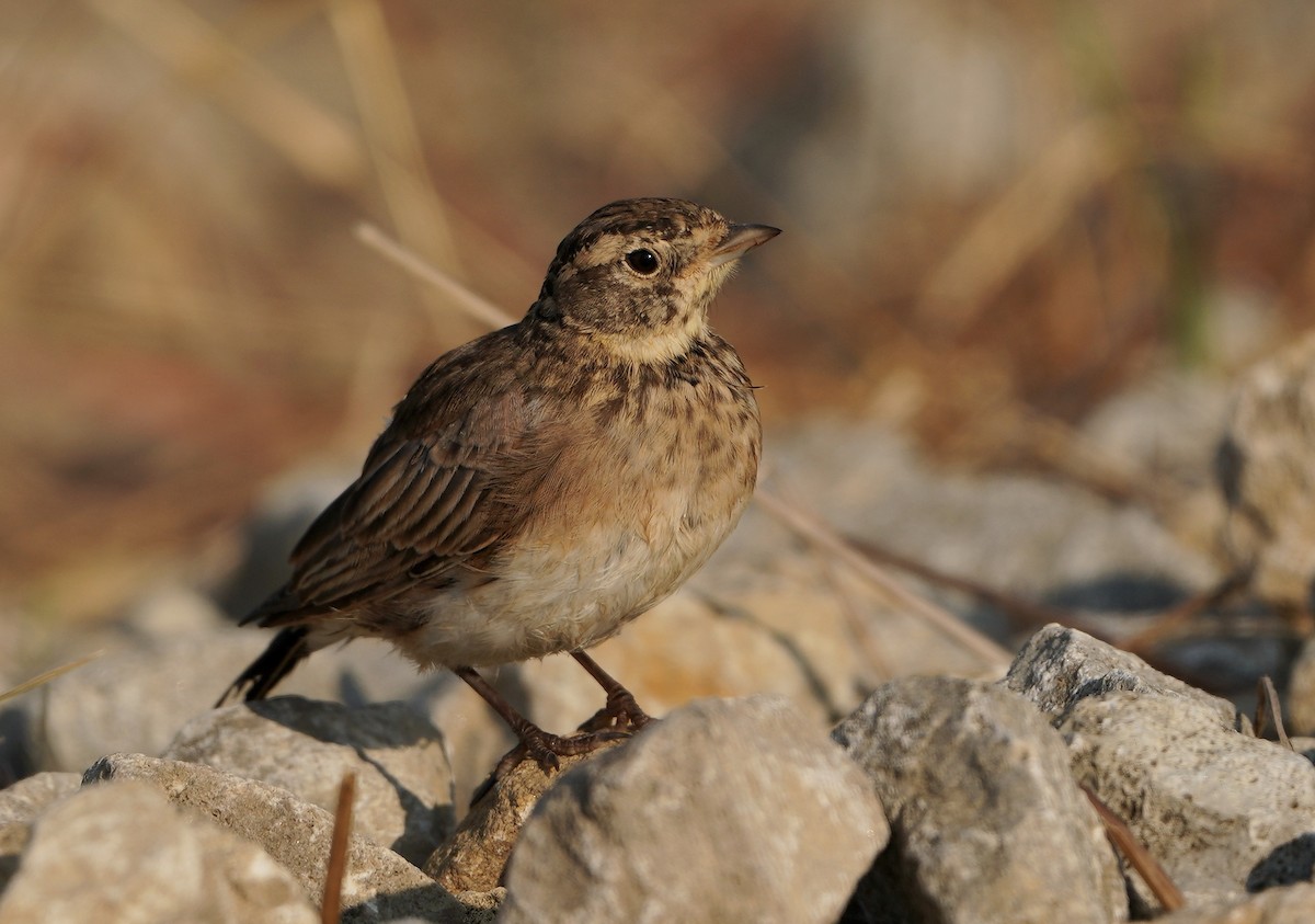 Horned Lark - ML368208271