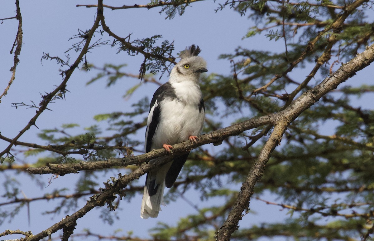 Gray-crested Helmetshrike - ML368208331