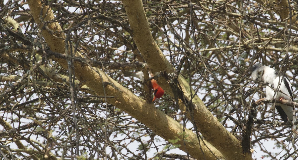 Red-headed Weaver - ML368208591