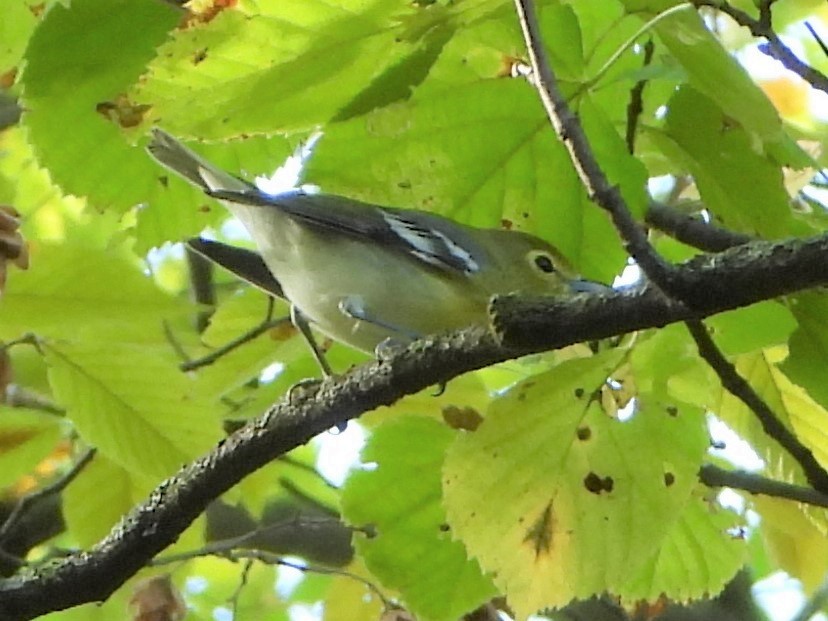 Yellow-throated Vireo - Dave Cieslak