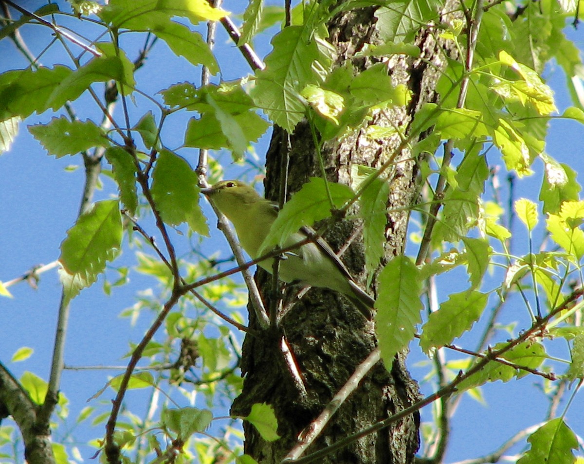 Yellow-throated Vireo - ML368210731