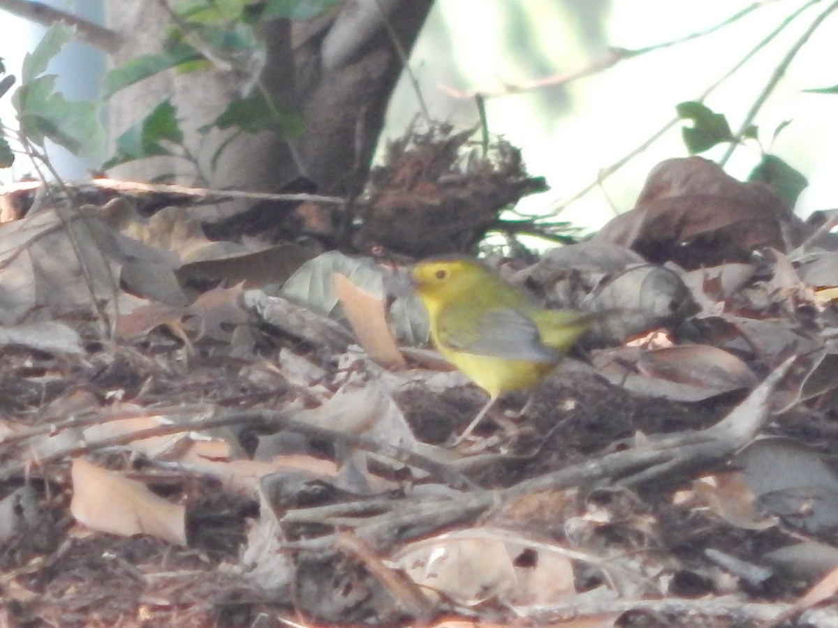 Wilson's Warbler - ML368211431