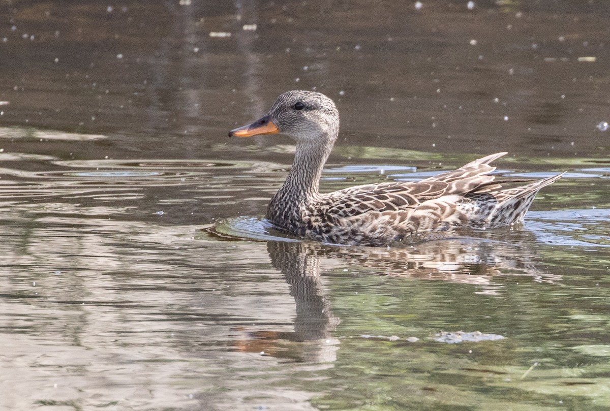 Gadwall - ML36821311