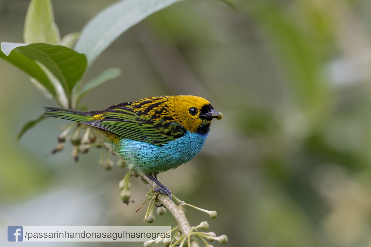 Gilt-edged Tanager - Hudson - BirdsRio