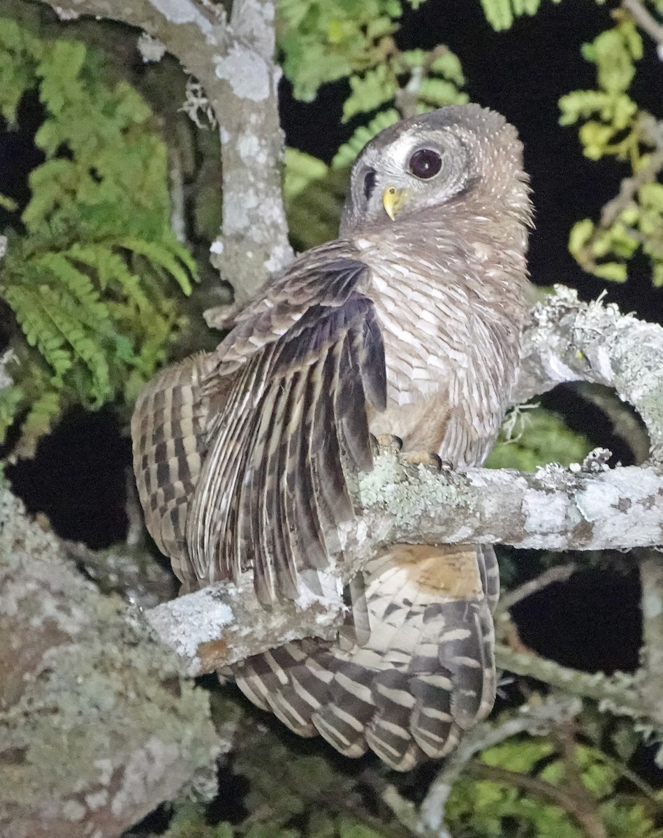 African Wood-Owl - ML368216871