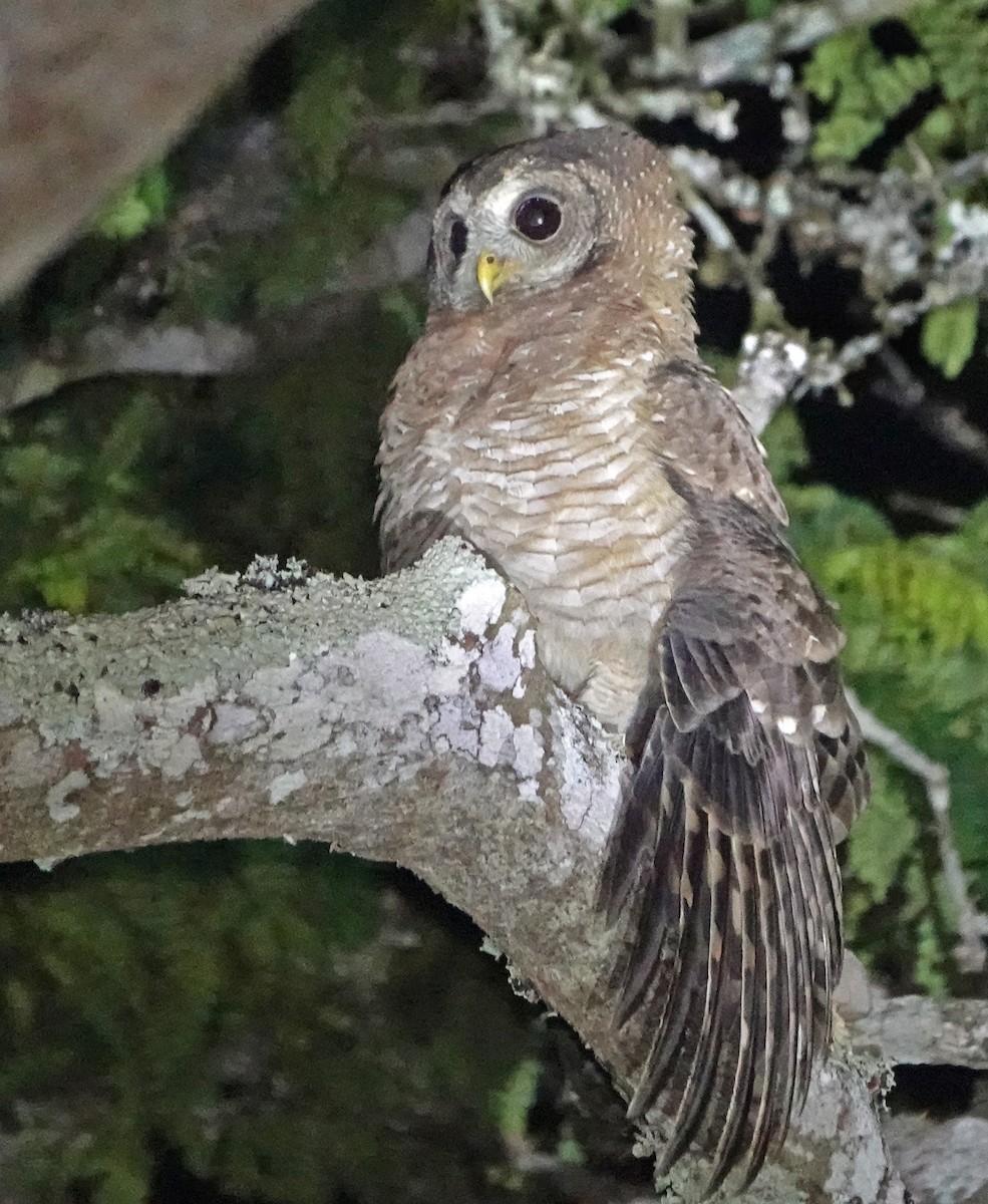 African Wood-Owl - ML368216961
