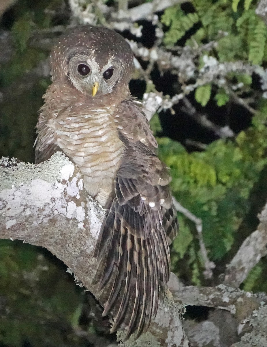 African Wood-Owl - ML368216971