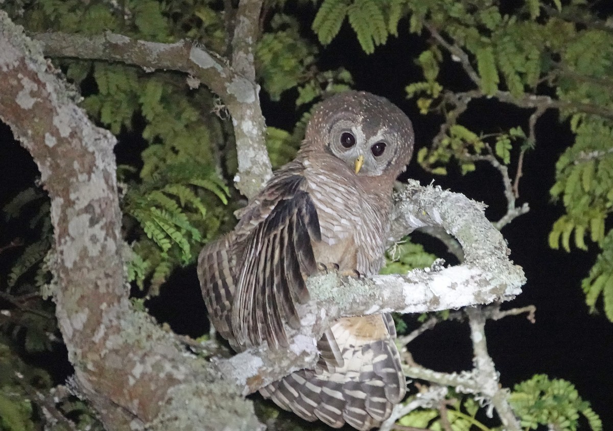 African Wood-Owl - ML368217001