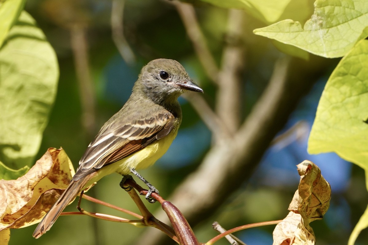 Great Crested Flycatcher - Gustino Lanese