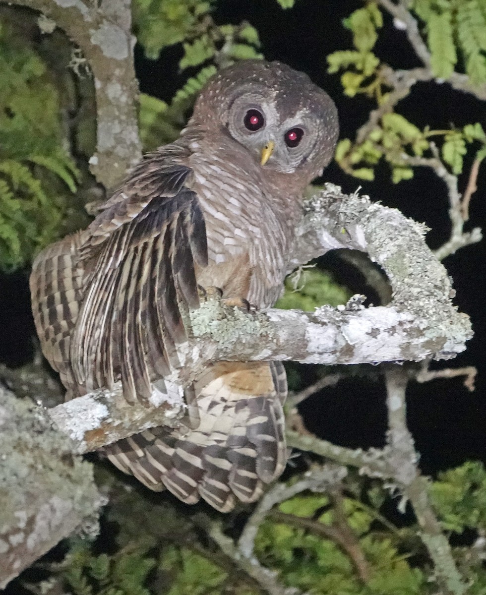 African Wood-Owl - ML368217661