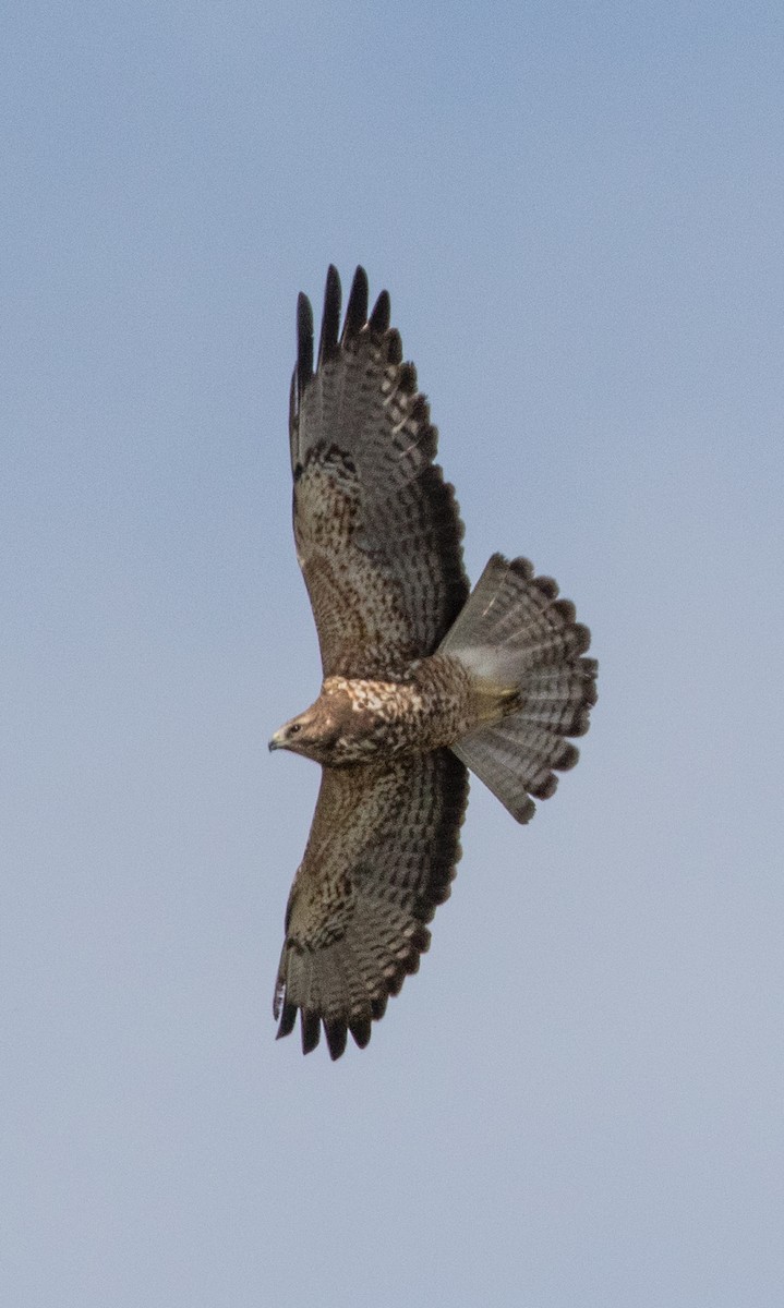 Swainson's Hawk - Kathleen Kent