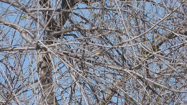 Straneck's Tyrannulet - ML368218281