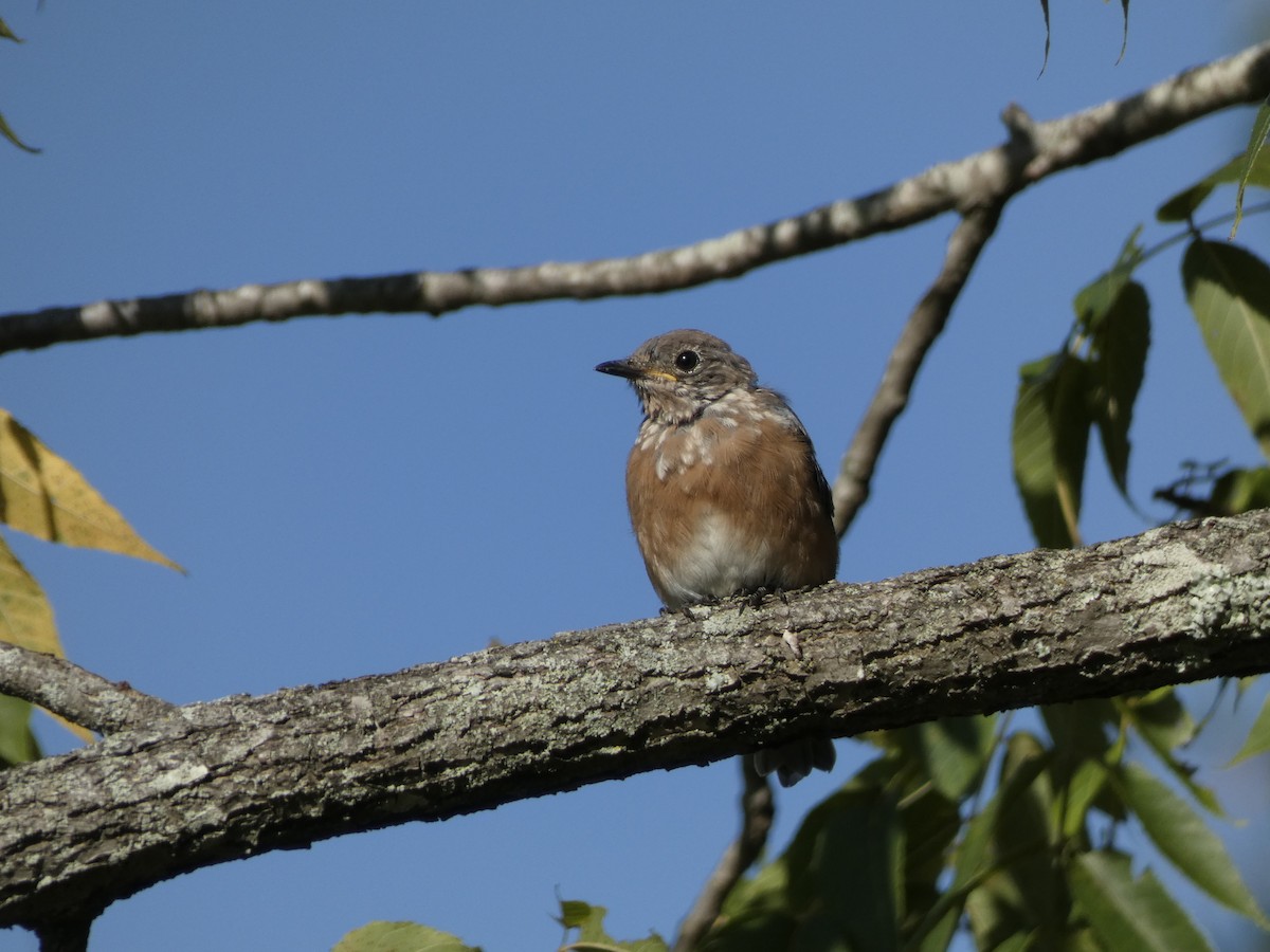 Eastern Bluebird - Larry Zirlin