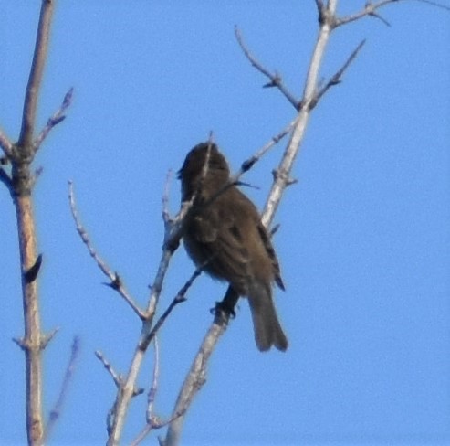 Indigo Bunting - ML368218701