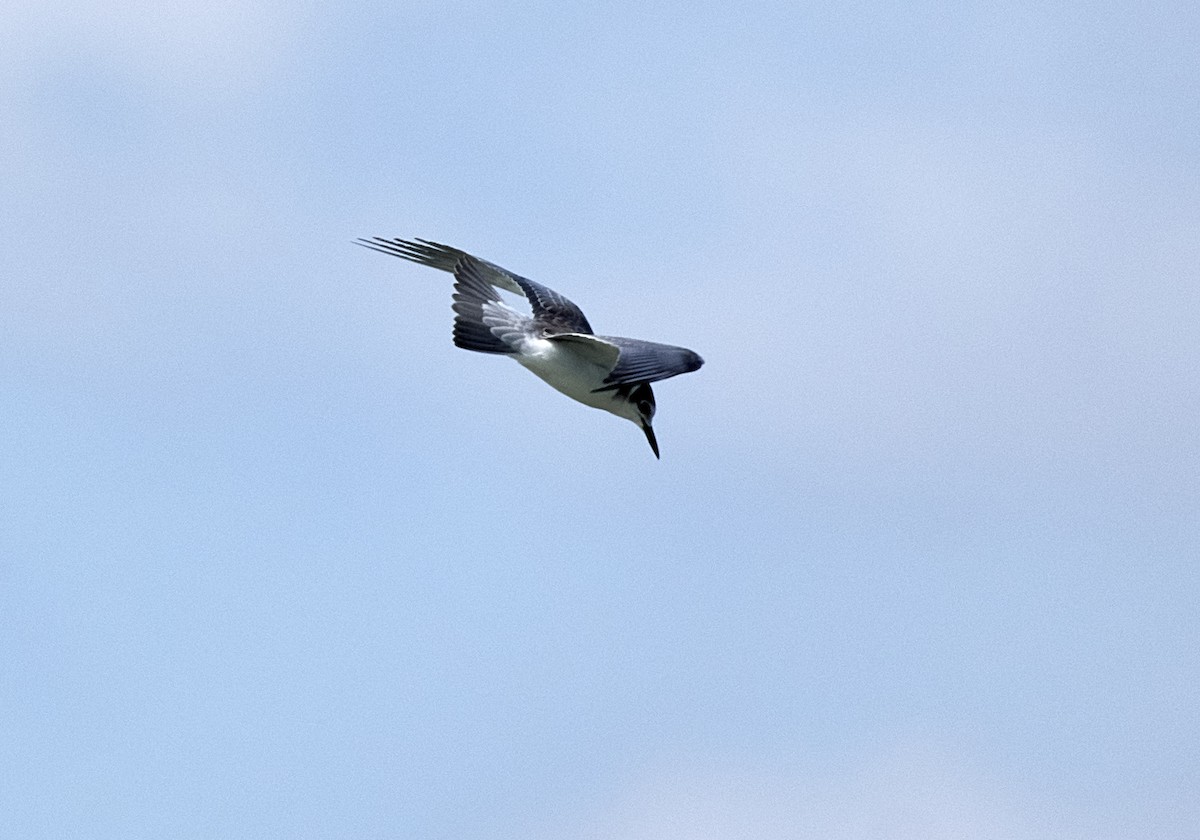 Black Tern - Tomáš Grim