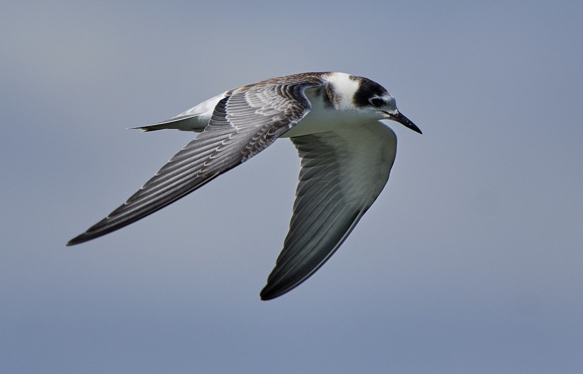 Black Tern - ML368219641