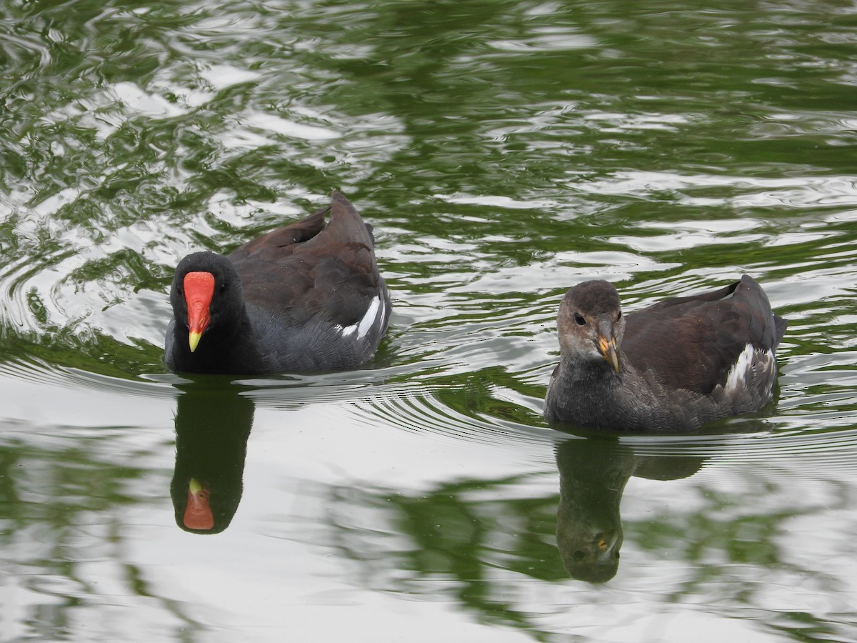 Common Gallinule - ML368220061