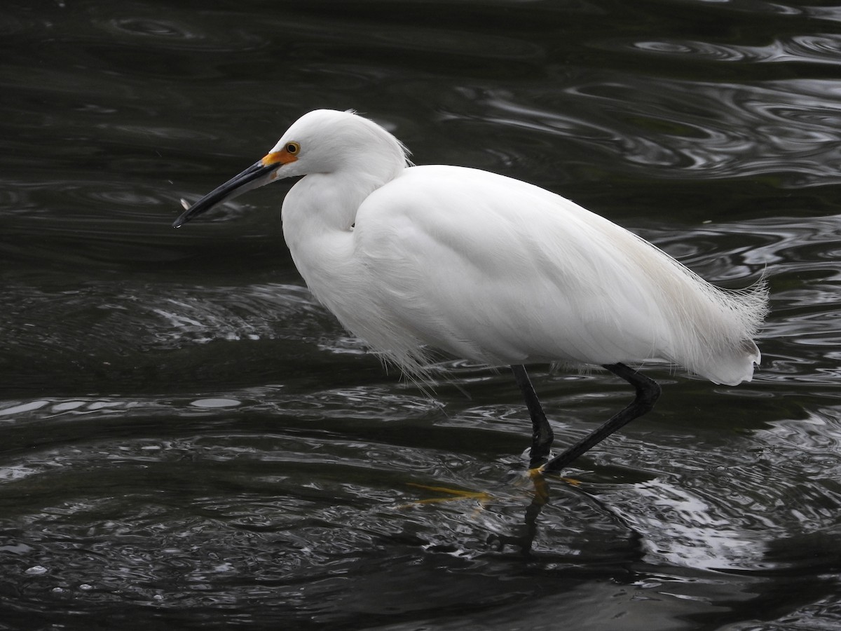 Snowy Egret - ML368220411