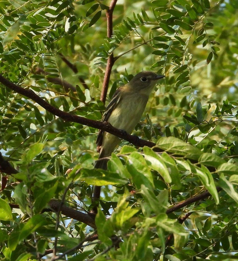 Least Flycatcher - ML368221851