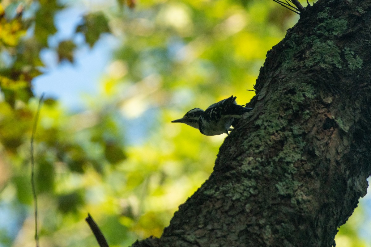 Hairy Woodpecker - ML368222341