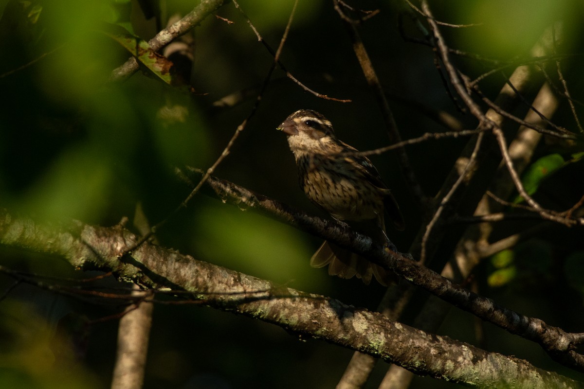 Rose-breasted Grosbeak - ML368222401