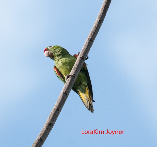 Crimson-fronted Parakeet - ML36822261