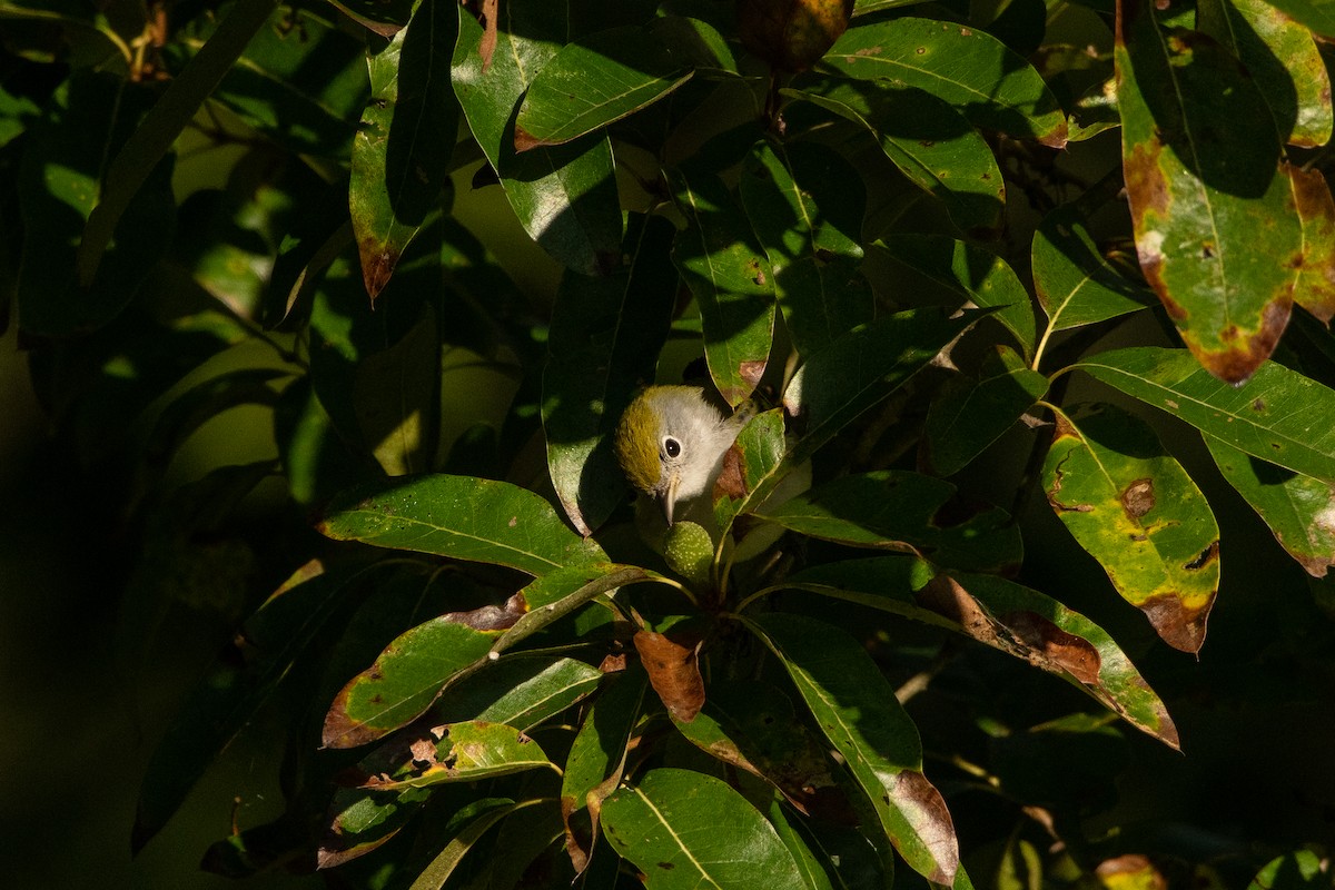 Chestnut-sided Warbler - ML368222891